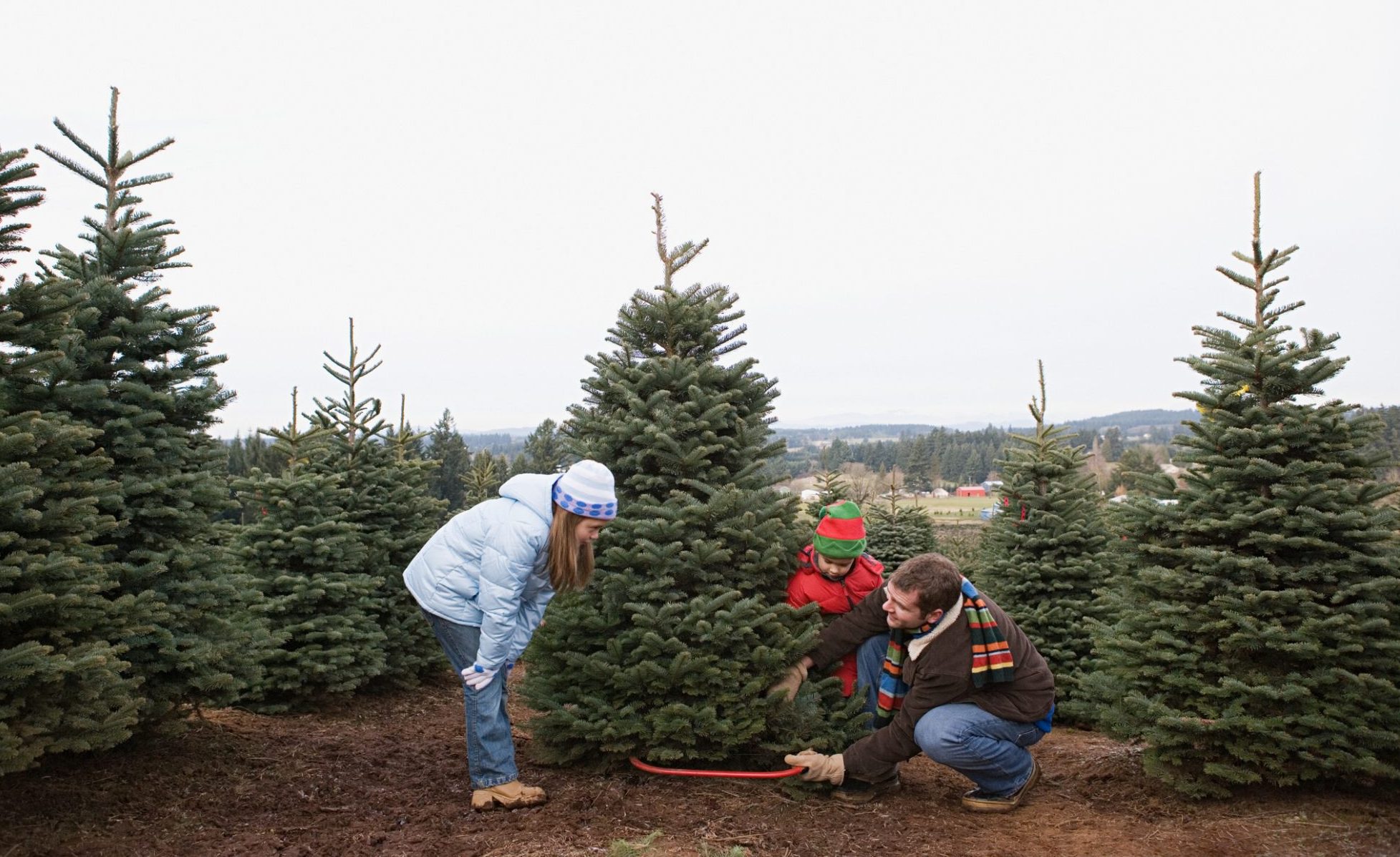 Where To Cut Down A Christmas Tree - sidneyindependent.com